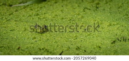 Frog in algae in the lake.
