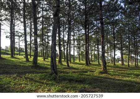 An image of a Pine forest at sunrise