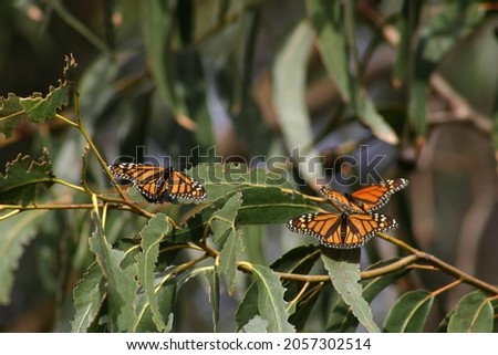 Monarch Butterflies Migrating and Resting at the Monarch Grove Near Pismo Beach, California, Grover’s Park