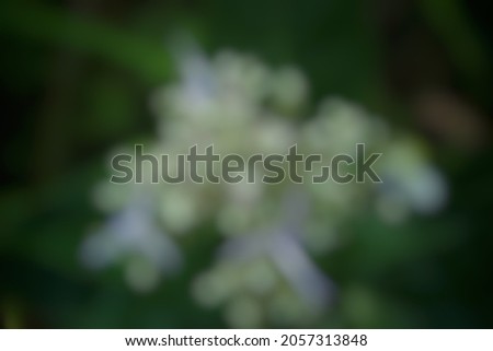 Defocused beautiful plants on nature. Good for quotes background and other projects