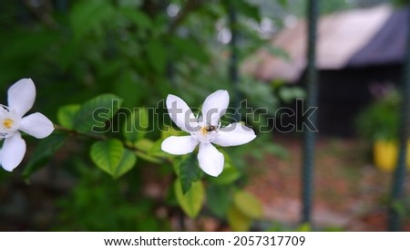 White color of Wrightia antidysenterica, the coral swirl or tellicherry bark with bee around. 
