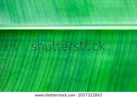 Close - up of green leaves nature background. Nature background of tree leaves texture and background seamless