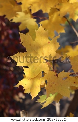 Yellow maple leaves close-up on a background of blue sky with clouds, trees. forests. Wonderful sunny autumn weather. Postcard on the theme of Autumn, photo for an article, with a place for text.