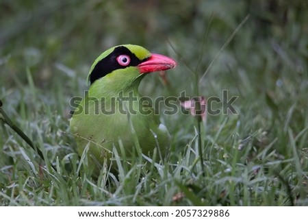 Nature wildlife image of green birds of Borneo known as Bornean Green Magpie
