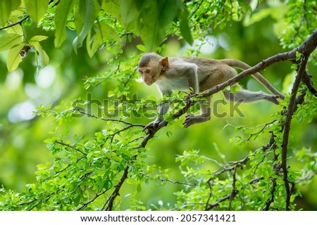 A baby monkey climbs on the Pithecellobium dulce trees in the natural forest. Royalty-Free Stock Photo #2057341421