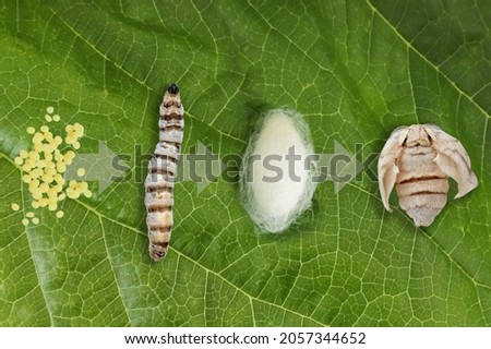 The important stages in the life cycle of the domestic silk moth silkworm (Bombyx mori) on a mulberry leaf isolate on white background. No people. Copy space Royalty-Free Stock Photo #2057344652