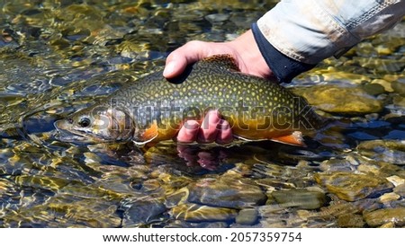 Brook trout (char) in clear water Royalty-Free Stock Photo #2057359754