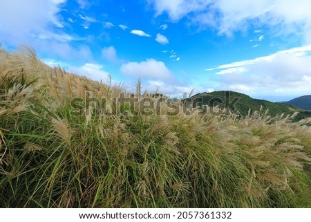 Silver grass over the mountain in autumn in Yangmingshan National Park