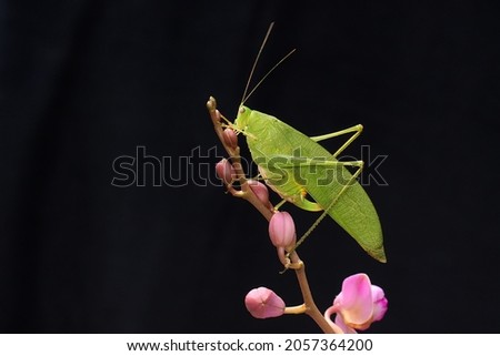 A long-legged grasshopper is foraging on a wild orchid. This insect has the scientific name Mecopoda nipponensis.
 Royalty-Free Stock Photo #2057364200
