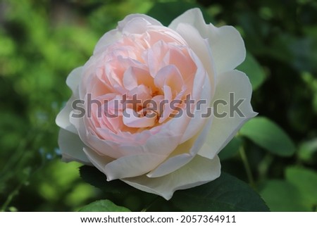 Light pink color English Rose Gentle Hermione flowers in a garden in June 2021. Idea for postcards, greetings, invitations, posters, wedding and Birthday decoration, background 