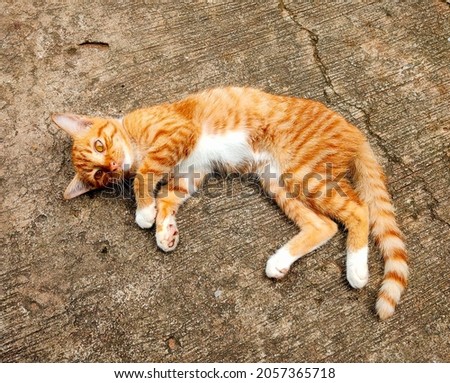 Brown cat is sleeping, on the rough cement floor.