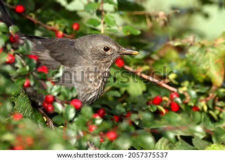 Blackbird sits in an autumn bush with red berries.