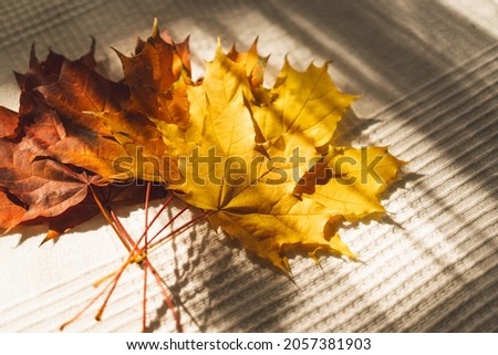 Maple bright yellow red leaves on a white background. Beautiful autumn. Cozy autumn concept.