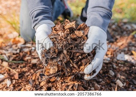 man's hands in gardening gloves are sorting through the chopped wood of trees. Mulching tree trunk circle with wood chips. Organic matter of natural origin Royalty-Free Stock Photo #2057386766