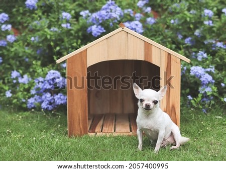 Portrait  of white  short hair  Chihuahua dogs sitting in front of  wooden dog house, smiling and looking at camera. Purple flowers garden background. Royalty-Free Stock Photo #2057400995