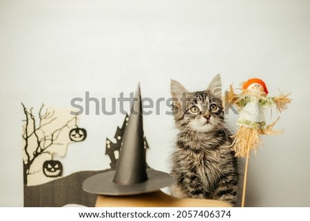Halloween. A cat dressed as a wizard celebrates Halloween.