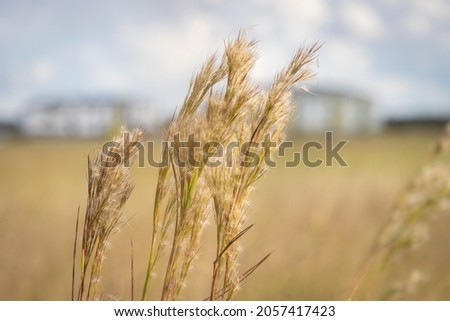 Bushy bluestem grass stalk plume brown in rural field close up Royalty-Free Stock Photo #2057417423