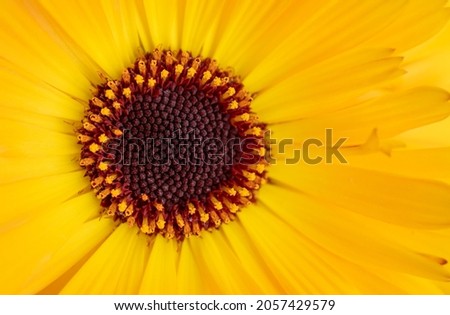 Close-Up of Yellow Calendula Flower selective focus