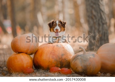 Dog with pumpkins in the forest.  The Miniature American Shepherd dog breed. Halloween and Thanksgiving Holidays. Harvest