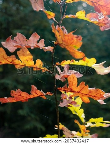 Branch of oak with yellow and orange leaves. Dark green background.