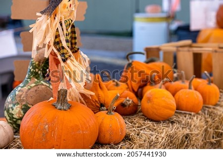 Several Pumpkins in Assorted Sizes and Shapes on Display for Sale