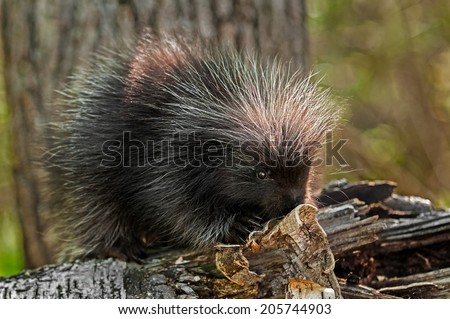 Baby Porcupine (Erethizon dorsatum) On Birch Branch - captive animal