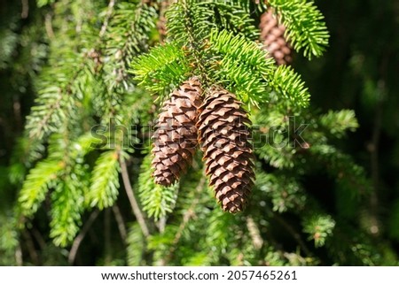 Close-up of two fir cones hanging on the branches of a conifer tree. Royalty-Free Stock Photo #2057465261