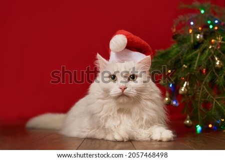 cute white pet cat in a christmas hat santa claus lies under a christmas tree on a red background, for new year card