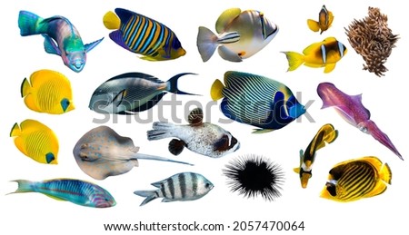 Different types of tropical fish (Butterflyfish, Parrotfish, Stingray, Picassofish, Surgeonfish) isolated on white background. Set of exotic coral fish, side view, cut out. Underwater diversity.