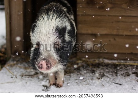 Black and white mini pig piglet walking and standing in the snow during snowstorm blizzard 