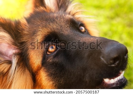 A portrait of a charming German shepherd dog, close-up of devoted eyes in which the owner is reflected.