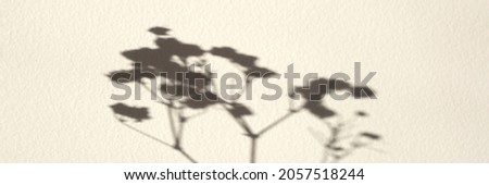 Branch shadow on white textured wall. Perfect for design. Free space for text Baner