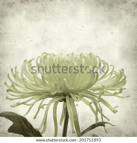 textured old paper background with green chrysanthemum;