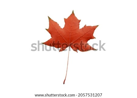 red maple autumn leaf b isolated on a white background