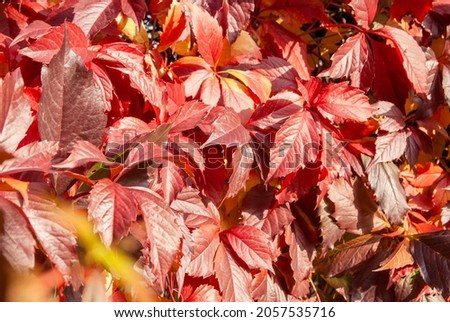 Autumn. The leaves of the grapes are burgundy in colour. Autumn's change in the colour of grape leaves.