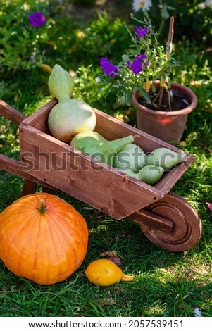 bottled green pumpkins lying in a decorative wooden wheelbarrow in the garden on a green lawn under an arch of red leaves