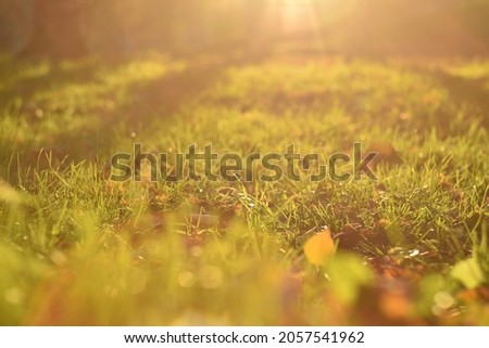 Green grass photographed up close with bright light