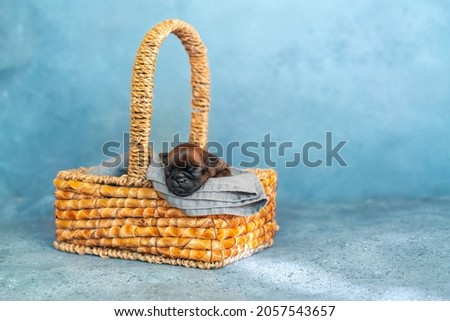 Cute puppy having a comfy sleep in a basket. High quality photo