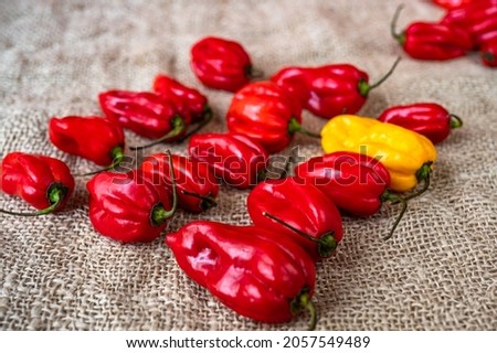 Crop of hot chilli pepper variety habanero on jute fabric background.