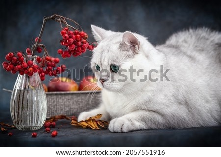 White British cat and a rowan branch in a vase. Card. Autumn still life with a cat. Photo