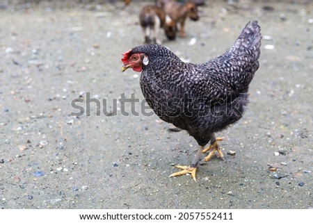 The black hen is stay and releax on floor in garden Royalty-Free Stock Photo #2057552411