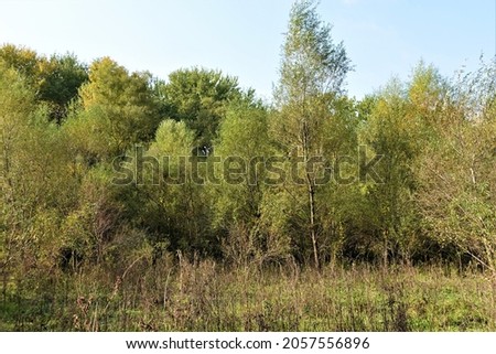 Autumn forest photos beautiful pictures russia