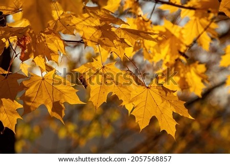 Bright yellow maple leaves on the tree. Golden autumn. Yellow background
