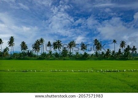 Natural rise paddy field landscape  from Kerala Royalty-Free Stock Photo #2057571983