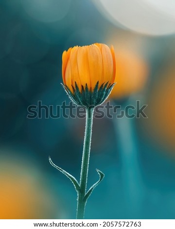 Macro of a single orange calendula flower against teal background with bokeh bubbles and light. Shallow depth of field and soft focus Royalty-Free Stock Photo #2057572763