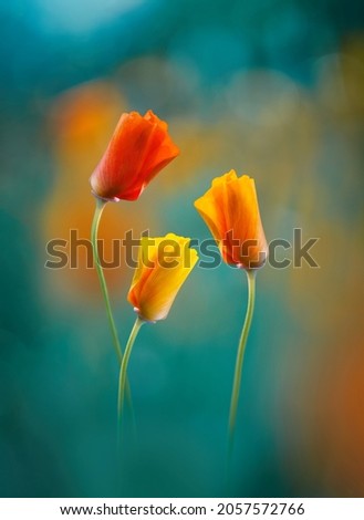 Macro of a three orange, yellow and red colored California poppy flowers against teal background with bokeh bubbles and light. Shallow depth of field and soft focus Royalty-Free Stock Photo #2057572766