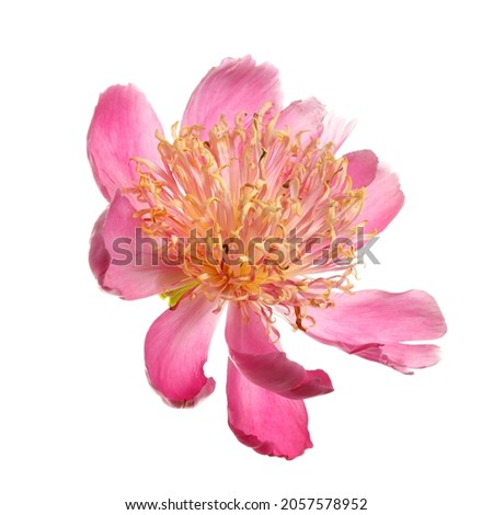 Pink lotus peony with lush stamens isolated on white background.