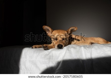 Mixed-breed dog sleeping in bed in a dark room illuminated by a strip of sunlight. Light and shadow photography with empty space for text
