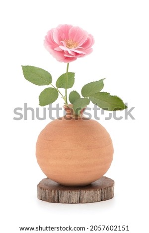 Damask rose flower in vase isolated on white background.