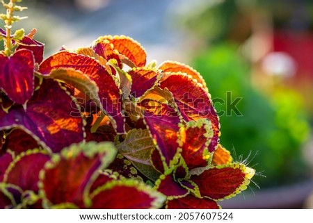 Blooming Coleus plant in sunlight macro photography. Garden Coleus blumei plant with bright red foliage in sunset light close-up photography. Red leaves with yellow edges in the summer.